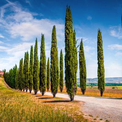 Tour Guidati Toscana